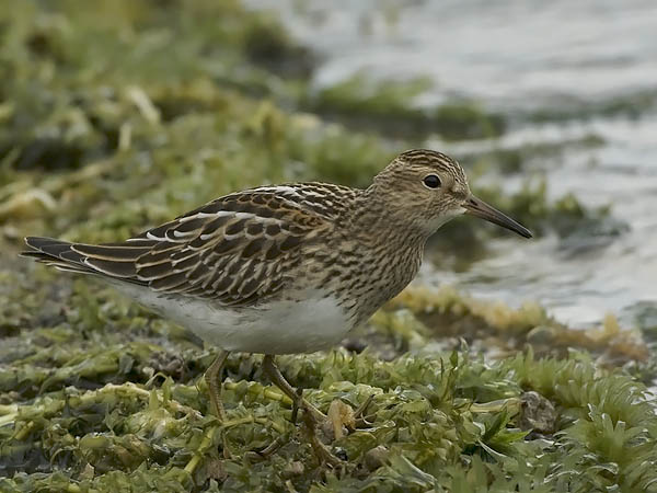 Palsasirri, Pectoral Sandpiper, Calidris melanotos